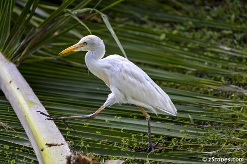 Cattle Egret Strutt 2025