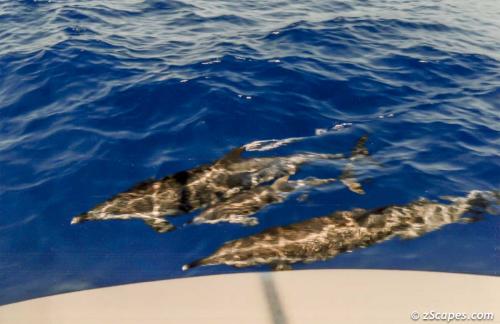 Dolphin famliy