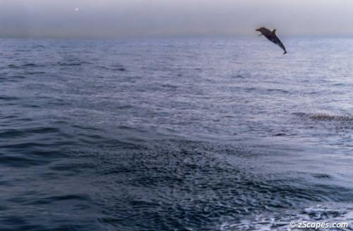 Happy dolphin