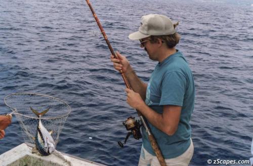 Ahi bait fish