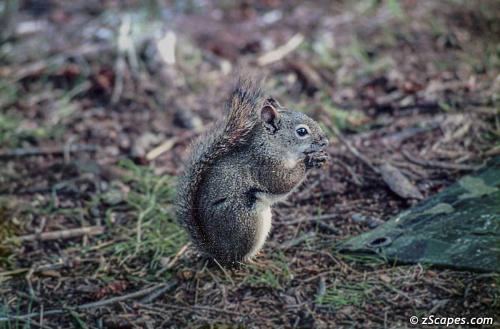Playful critter
